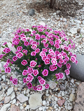 Pink and white dianthus flowers or Dianthus species