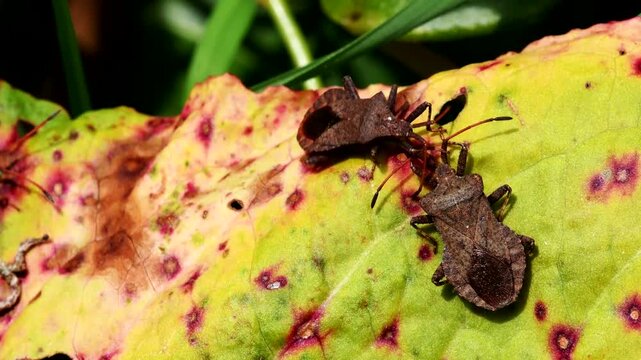 Dock Leaf Bug, Dock Bug (Coreus marginatus), courtship and copulation time