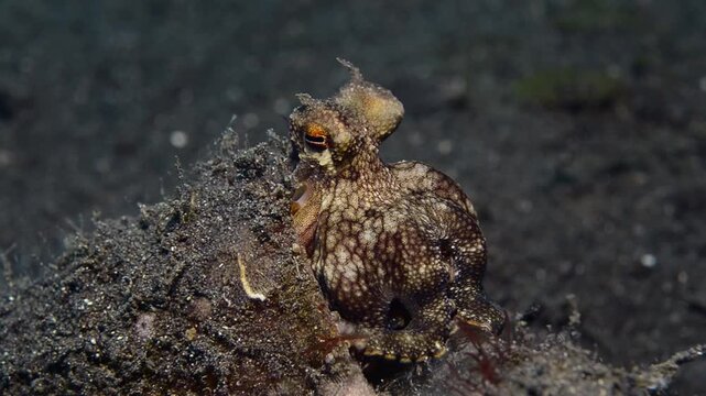 Coconut octopus (Octopus marginatus) in front of shelter, Lembeh Strait, Indonesia