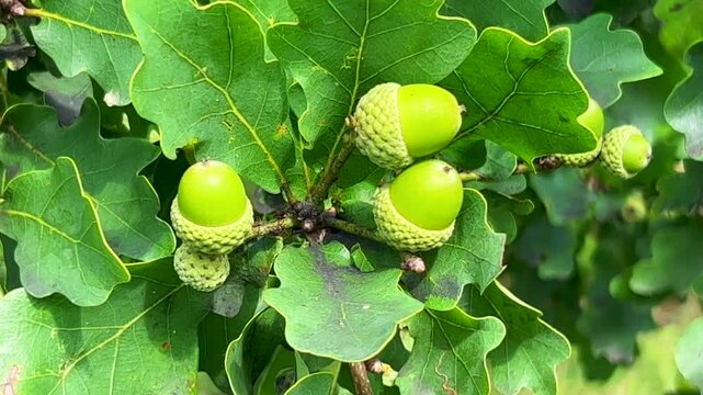 Unripe acorns of the oak (Quercus robur) in Scania, Sweden, Scandinavia