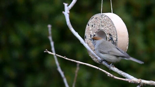 Blackcap (Sylvia atricapilla), female, feeding on a titmouse ring, Hesse, Germany