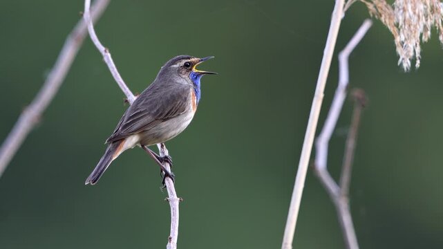 Bluethroat (Luscinia svecica), Germany