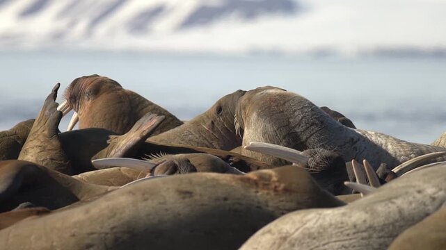 Video Walruses (Odobenus rosmarus) Svalbard, Norwegian Arctic, Norway