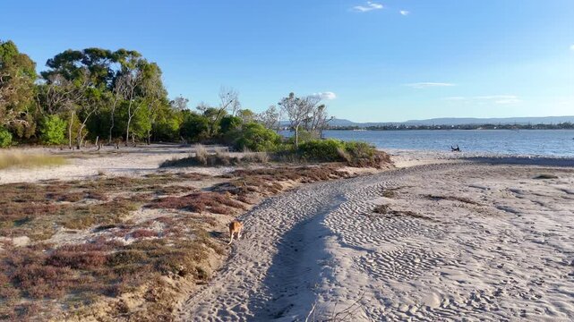 Kangaroo Hopping on Sandy Coastal Trail at South Stradbroke Island