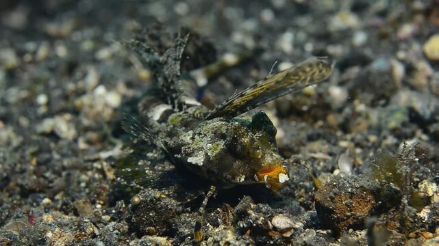 Kuiter's dragonet (Dactylopus kuiteri), Lembeh Strait, Sulawesi, Indonesia