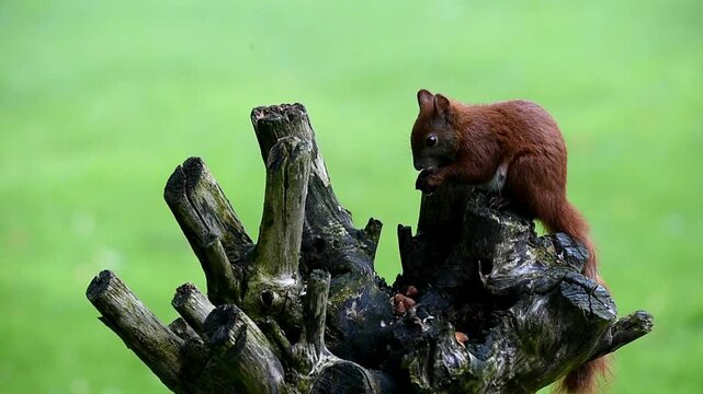 Squirrel (Sciurus) eats nuts