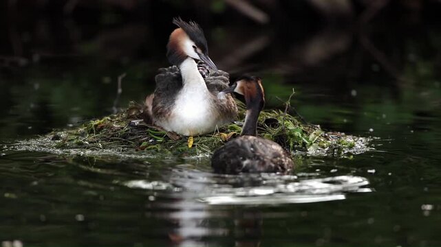 Great crested grebe (Podiceps cristatus), Germany