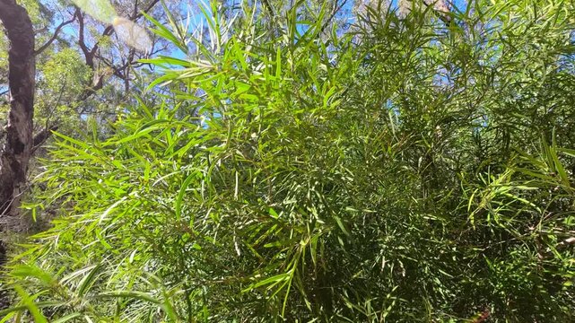 Sunlit Native Australian Bush Foliage Swaying in Gentle Wind