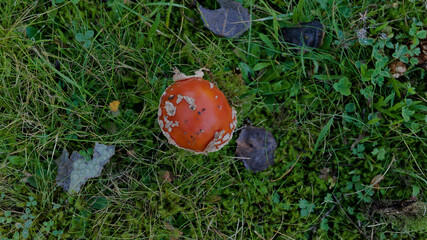Fly agaric mushroom (Amanita muscaria) viewed from above among green moss and grass. © Oddette
