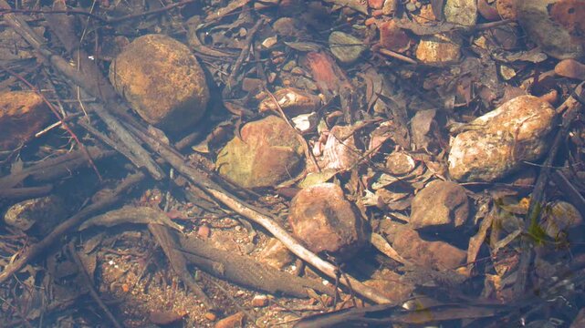 Clear Water Flowing Over Riverbed Stones and Leaves