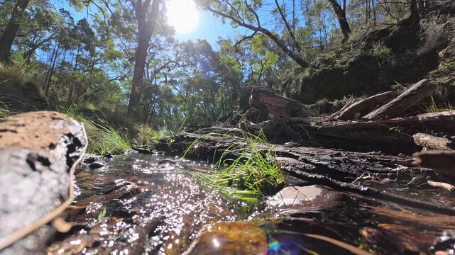 Sunlit Forest Stream Flowing Over Rocks in Australian Bush
