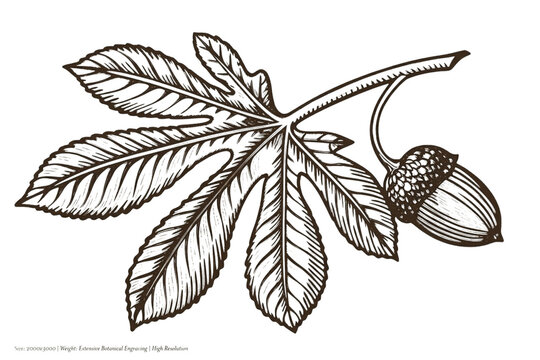 Vintage botanical engraving of oak leaf and acorn, hand drawn chestnut leaf sketch, retro forest foliage illustration for organic branding
