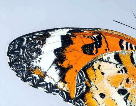 Extreme Macro Closeup of Colorful Butterfly Wing
