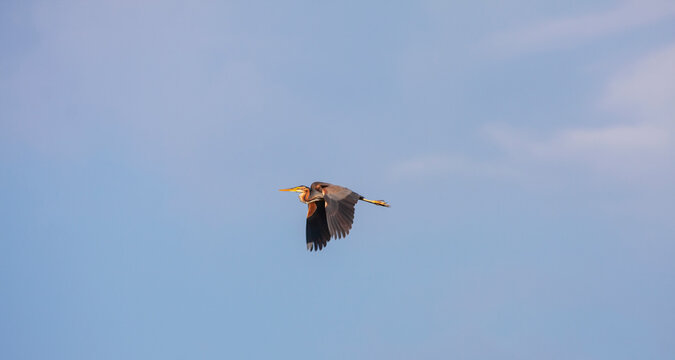 Red heron, Ardea purpurea, in flight over a swampy natural environment in Eastern Europe in summer