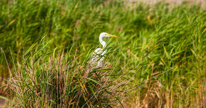 Great white egret, Egretta alba, perching and hunting in natural environment, in a swampy conservation area in Eastern Europe