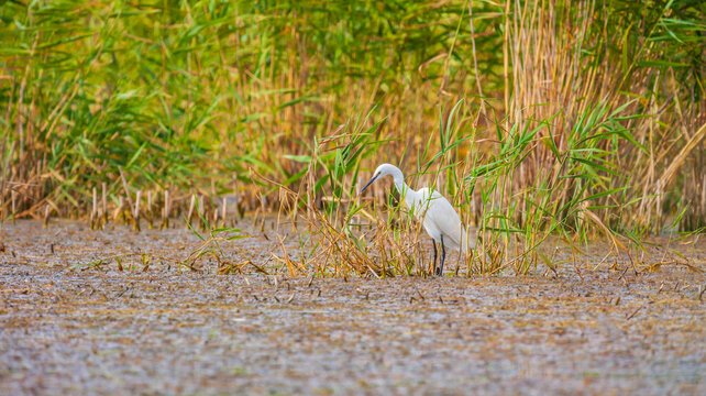 Great white egret, Egretta alba, perching and hunting in natural environment, in a swampy conservation area in Eastern Europe