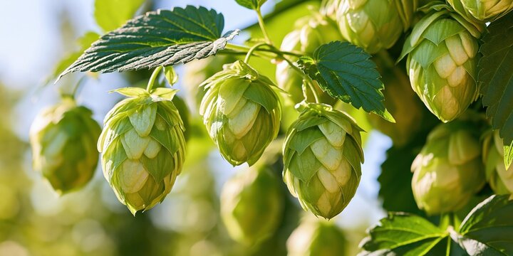 Fresh green hop cones hanging on vine with leaves in sunlight