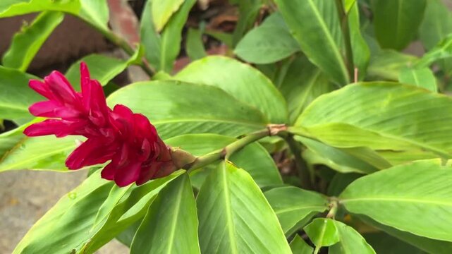 Red ginger flower