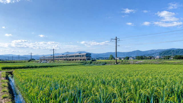 rice field in Japan