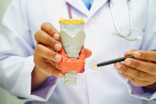 Hyperthyroidism, Overactive Thyroid, Thyroid Lymphoma, Asian doctor with thyroid gland human anatomy model in hospital.