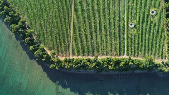 Top-down aerial view of the Adriatic Sea followed by the famous Debeli Rtič vineyards in Slovenia, with geometric grapevine rows surrounding an isolated patch of forest.