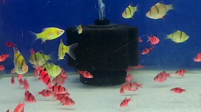 Tiger barb fish in the shop aquarium