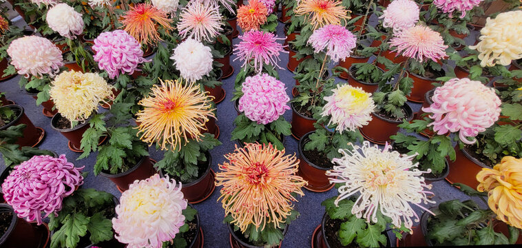 Various chrysanthemum