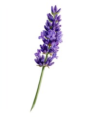 Obraz premium Purple lavender flower stalk on white background.