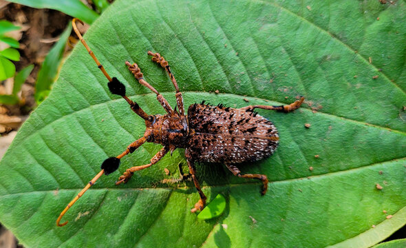 Long-horned beetle
