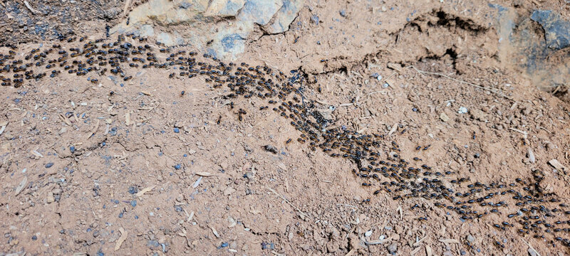 Ants parade