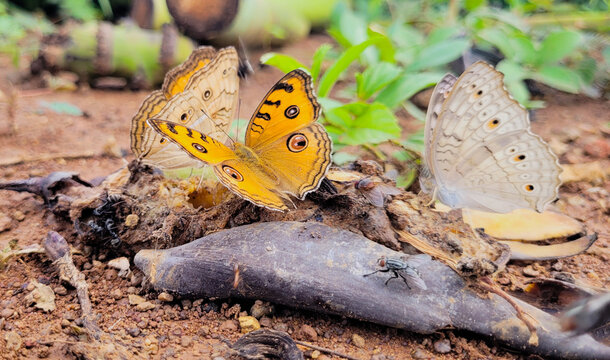 Butterflies life