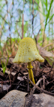 Poison mushroom