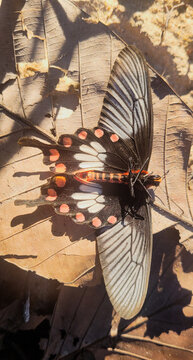 Dead butterfly