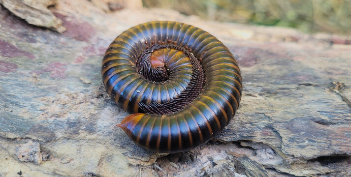 Millipede