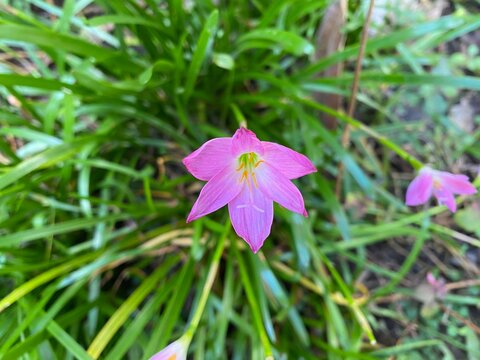 Beautiful Pink Rain Lily Flower Blooming in a Lush Green Garden