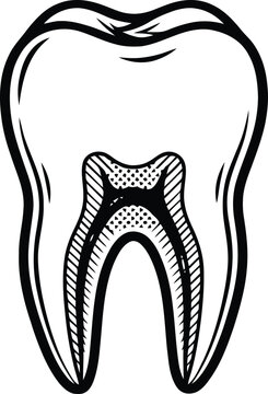 Human molar tooth illustration with exposed root and canal system for dental education materials