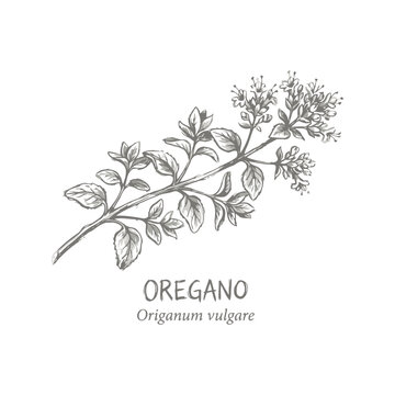 Hand drawn illustration of oregano sprig with leaves and flowers, botanical sketch of origanum vulgare isolated on white background editable flat vector