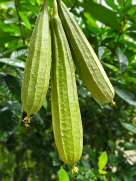 Fresh Green Ridge Gourds Growing on a Plant in Natural Garden Setting