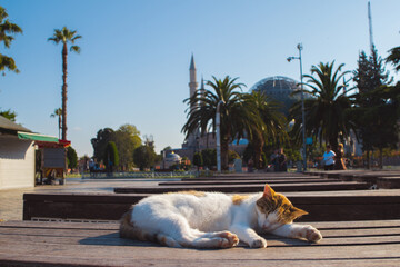Cat relaxing in a public square in Istanbul, Turkey, with historic mosque details and summer city atmosphere in the background. Peaceful travel image for Turkey and city life themes. © Dasha Lapshina