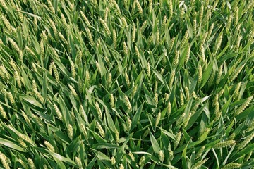 Obraz premium Dense field of green wheat with young ears under bright sunlight, natural agricultural texture background