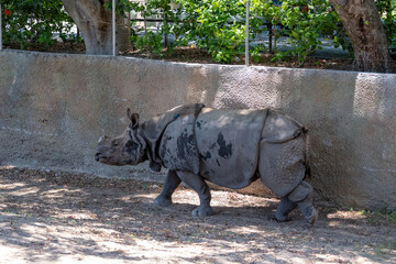 A powerful Indian Rhinoceros walks gracefully in its spacious enclosure at the Guadalajara Zoo under bright daylight. A symbol of resilience and natural beauty. © Enrique