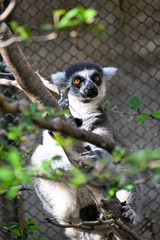 A captivating ring-tailed lemur (Lemur catta) sits on a tree branch, observing its surroundings within a zoo enclosure. Its vibrant orange eyes and striking black and white fur are prominent © Enrique