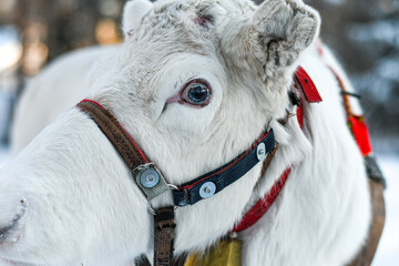 Close-up portrait of a white reindeer wearing a harness in a snowy winter setting, with a striking pale blue eye and colorful traditional equipment. © HelenaUpNorth
