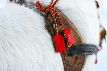 Close-up of traditional Sámi reindeer harness equipment on a white reindeer, featuring carved wood, braided cords and colorful red, green and yellow textile details in a snowy winter setting. © HelenaUpNorth