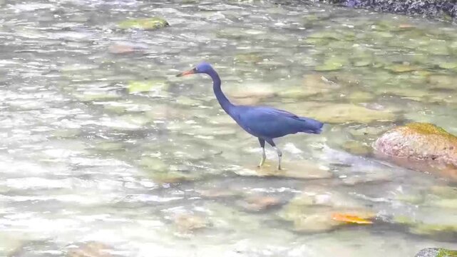 Blue Gray Heron Hunting In Transparent Turquoise Water At Merlin Beach Thailand.