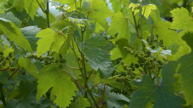 Fresh Green Grapevine Leaves and Young Buds in Vineyard