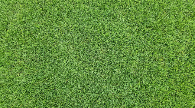 Green grass field texture. Natural lawn surface with fresh blades. Scenic photography for landscaping and garden design.