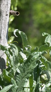 Fresh Artichoke Plant Growing in an Organic Vegetable Garden