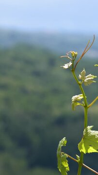 Close Up of Green Grapevine Tendril Swaying in Breeze