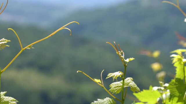 Fresh Grapevine Shoots Swaying Above Rolling Hills in Spring